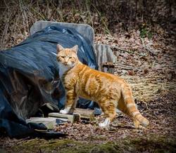 Beltsville Community Cats - Early in February, Beltsville Community Cats  got a call about a sick cat. Someone had found the cat beside a dumpster  and taken it in. They could not